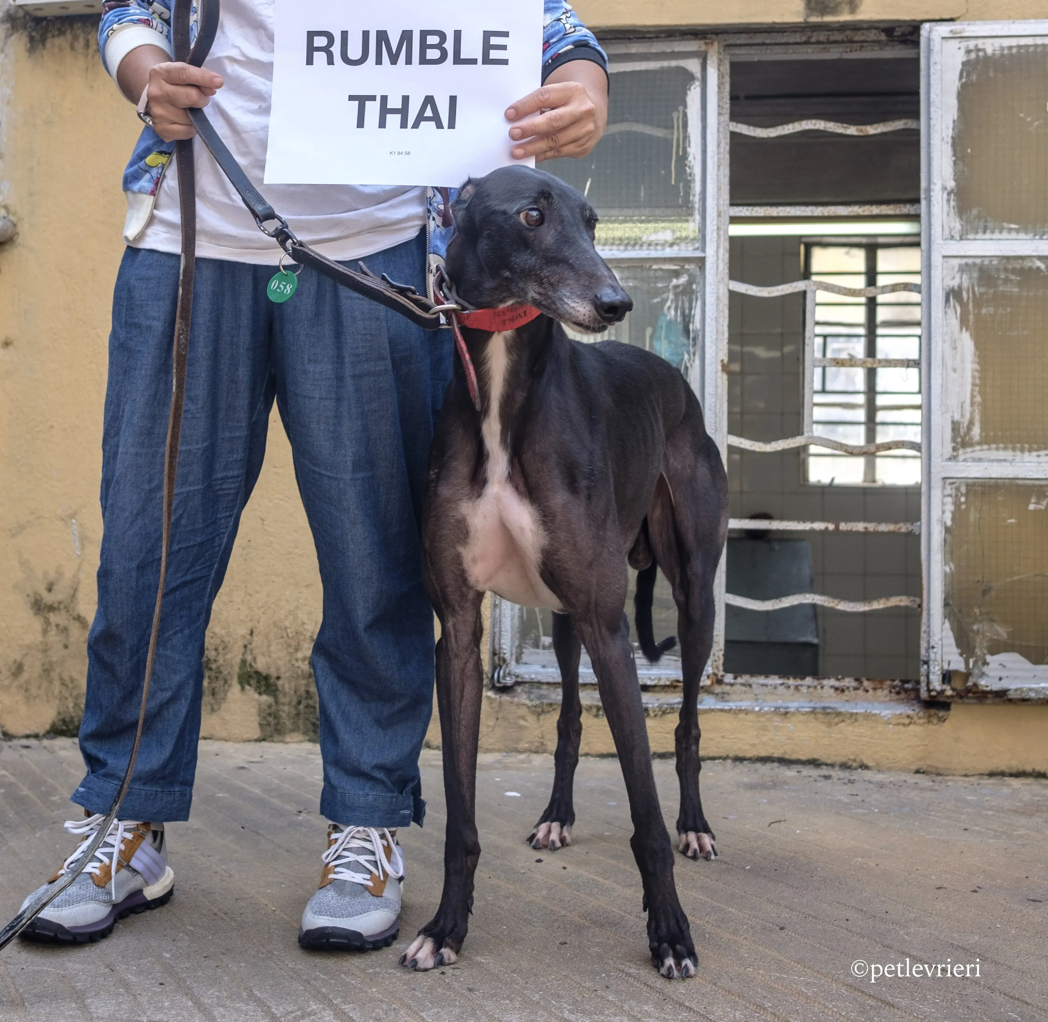 rumble thai adozione greyhound macao 2