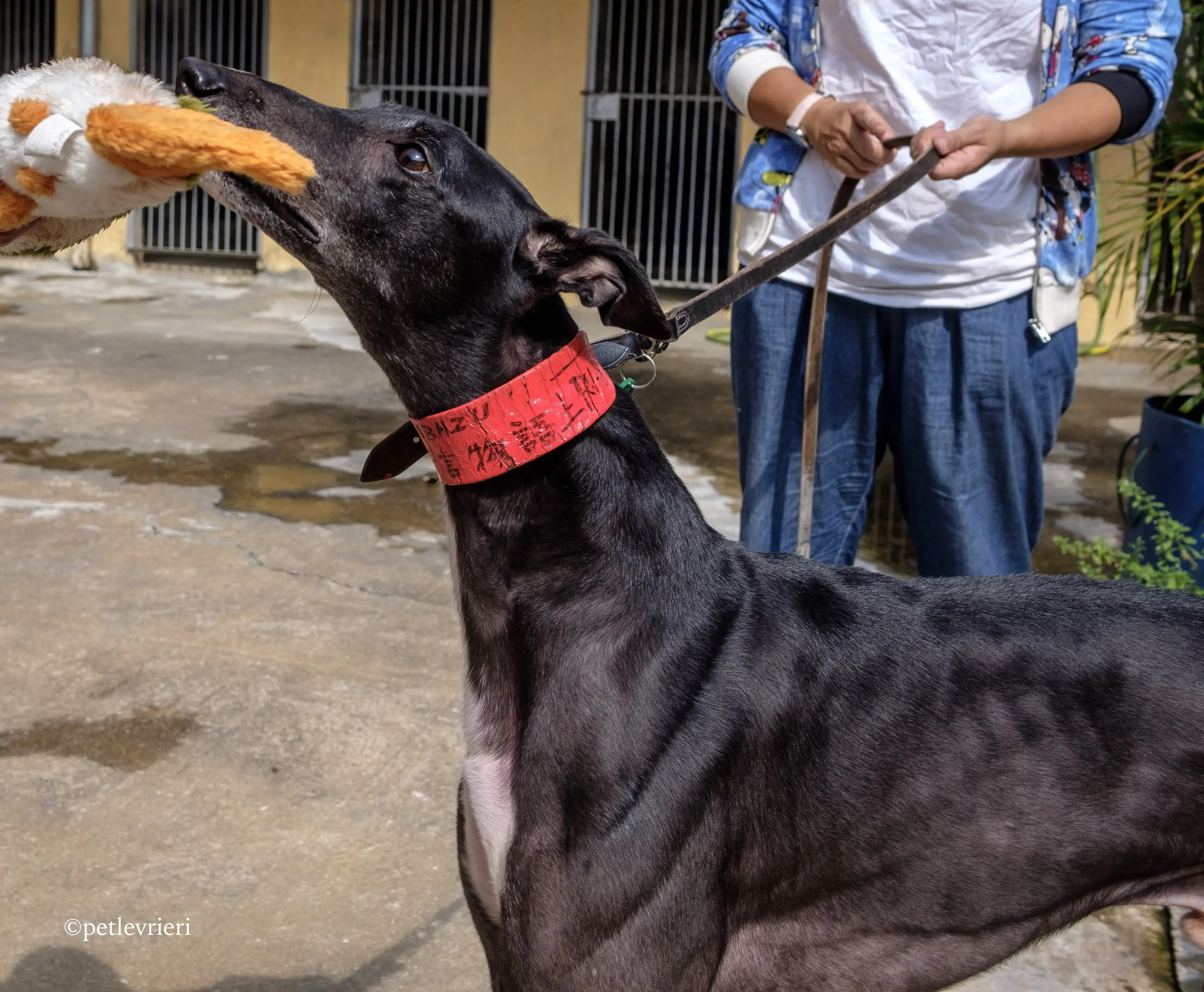 rumble thai adozione greyhound macao 3