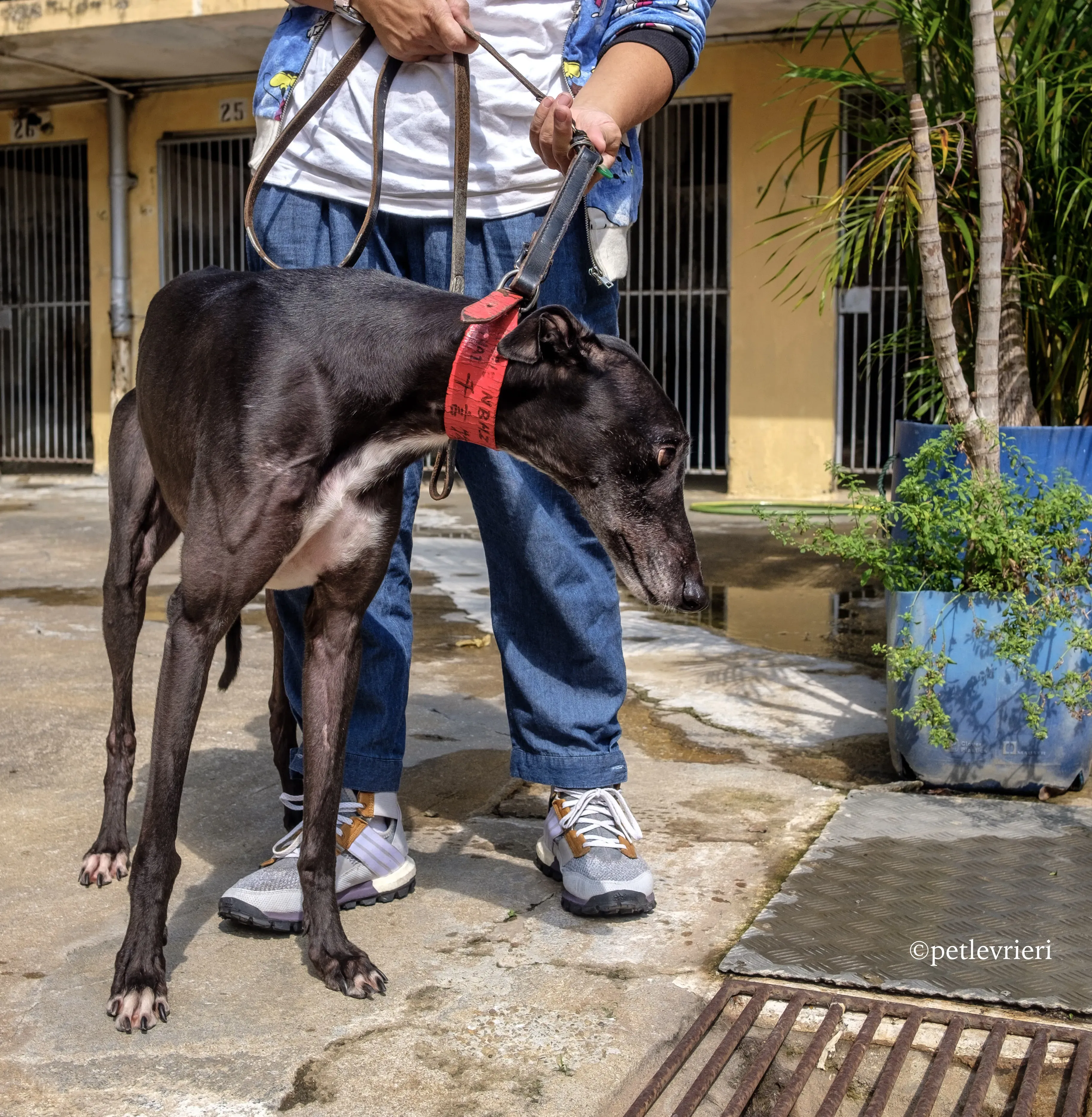 rumble thai adozione greyhound macao 5