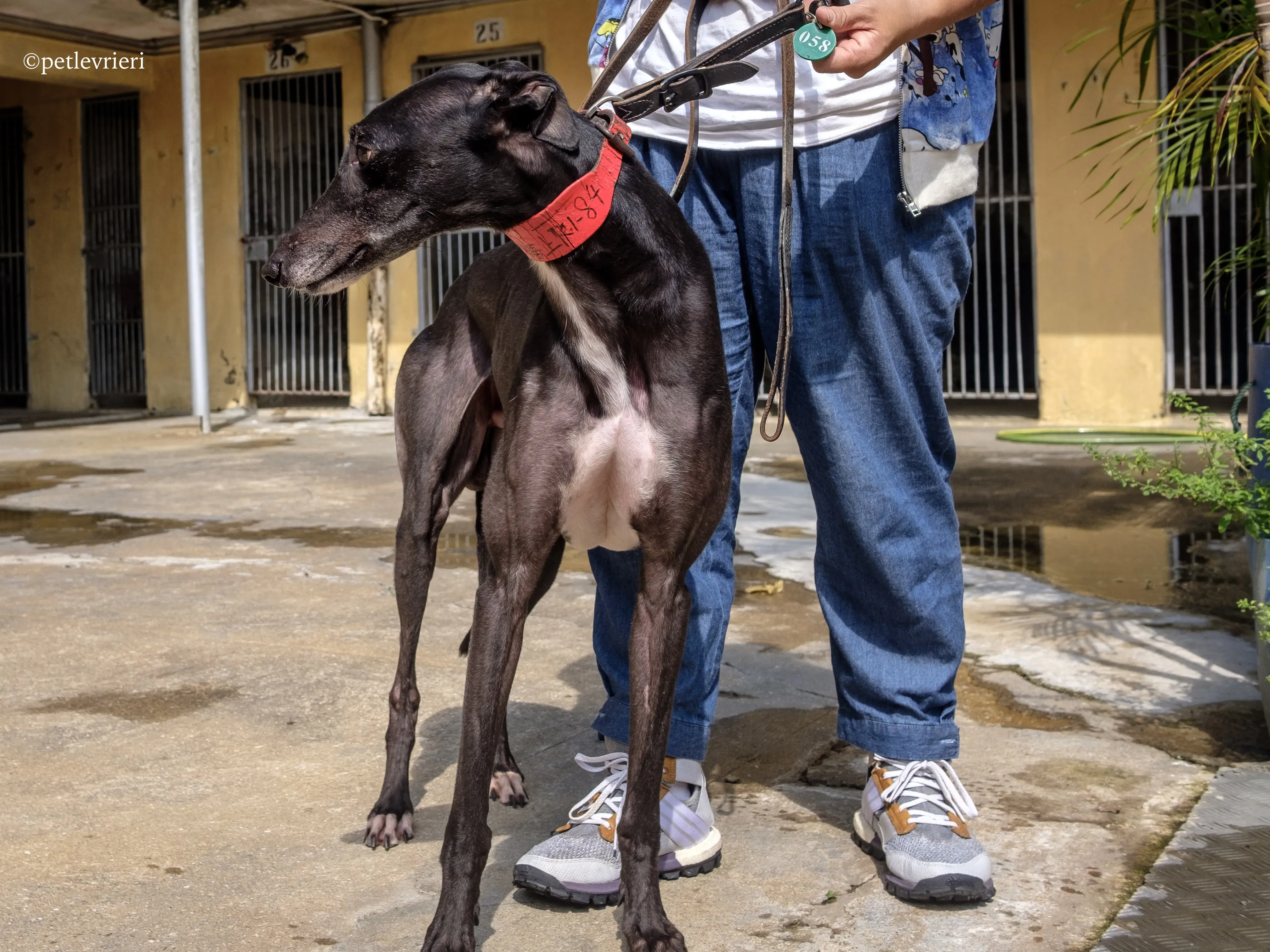 rumble thai adozione greyhound macao 6