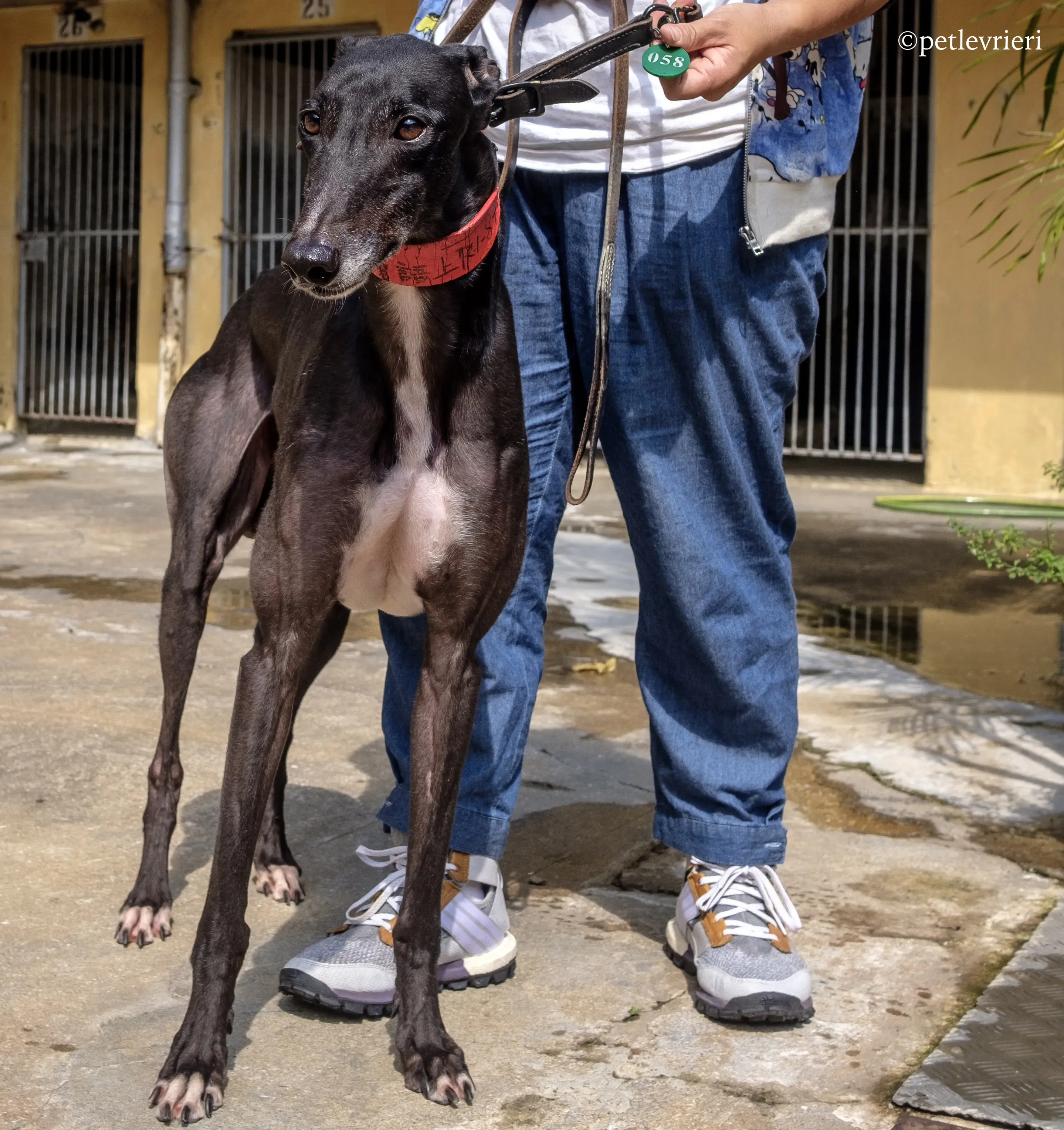 rumble thai adozione greyhound macao 7