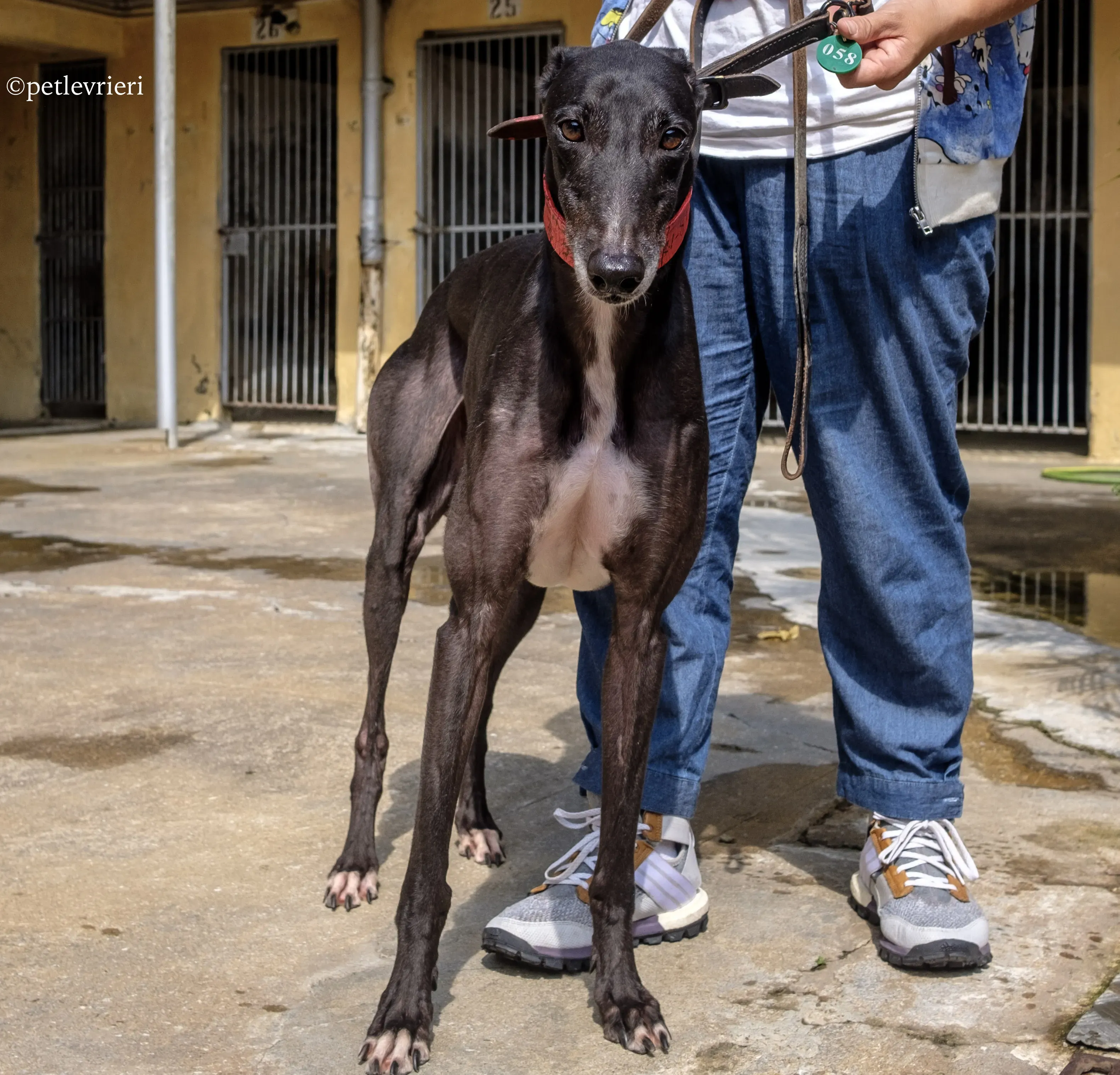 rumble thai adozione greyhound macao 8