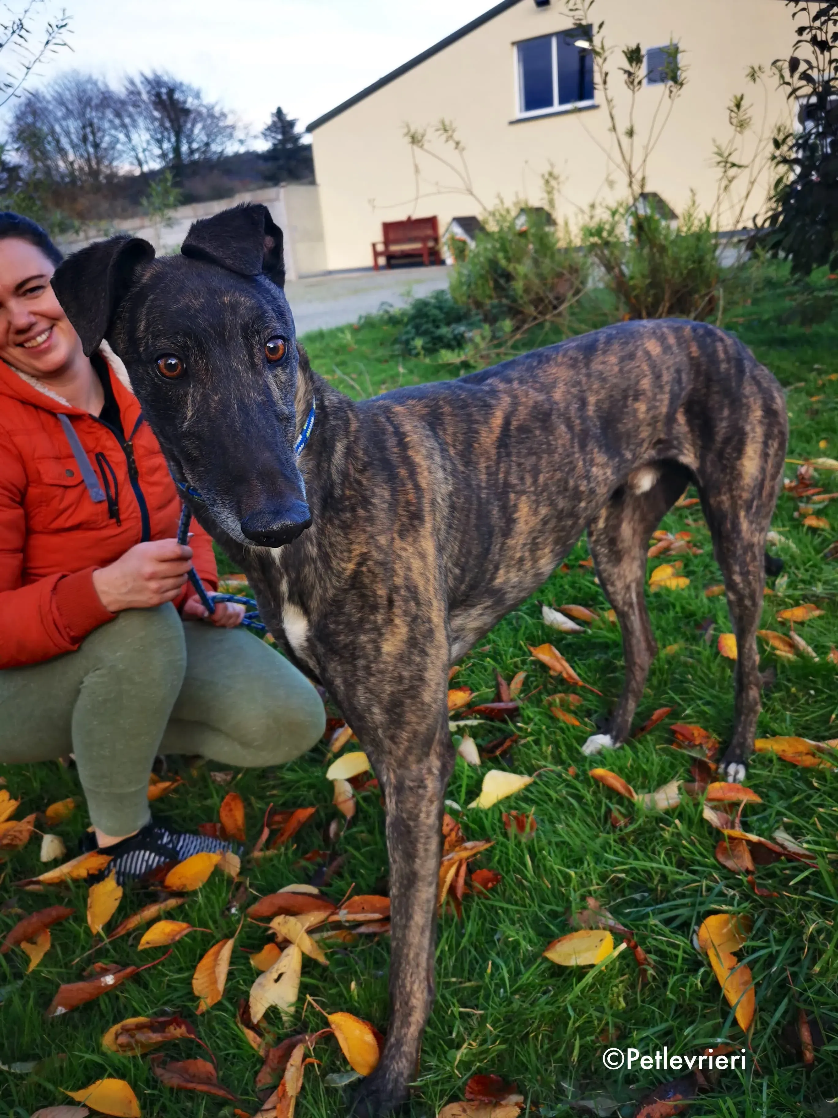 rupert adozione levrieri greyhound 10