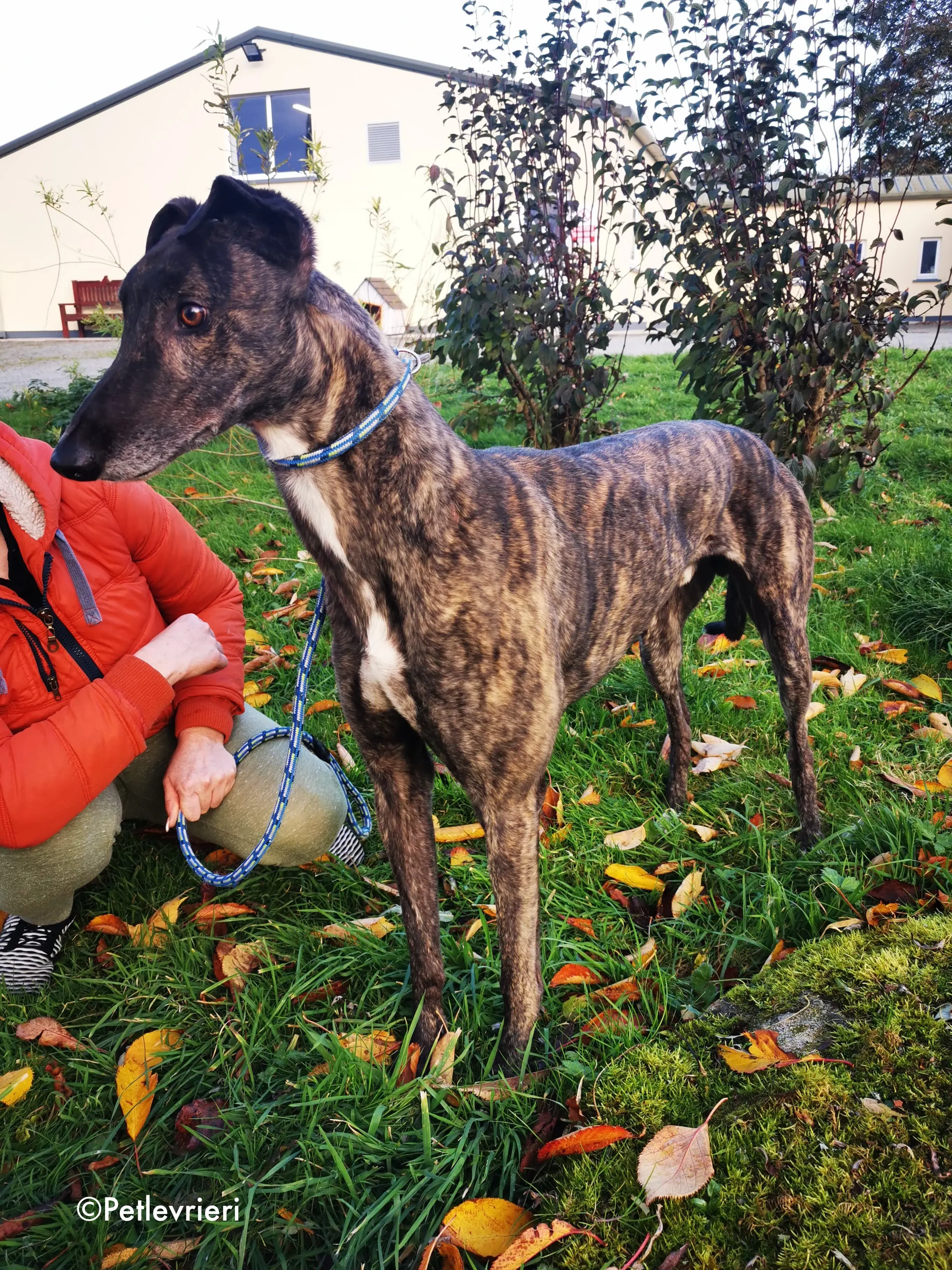 rupert adozione levrieri greyhound 11