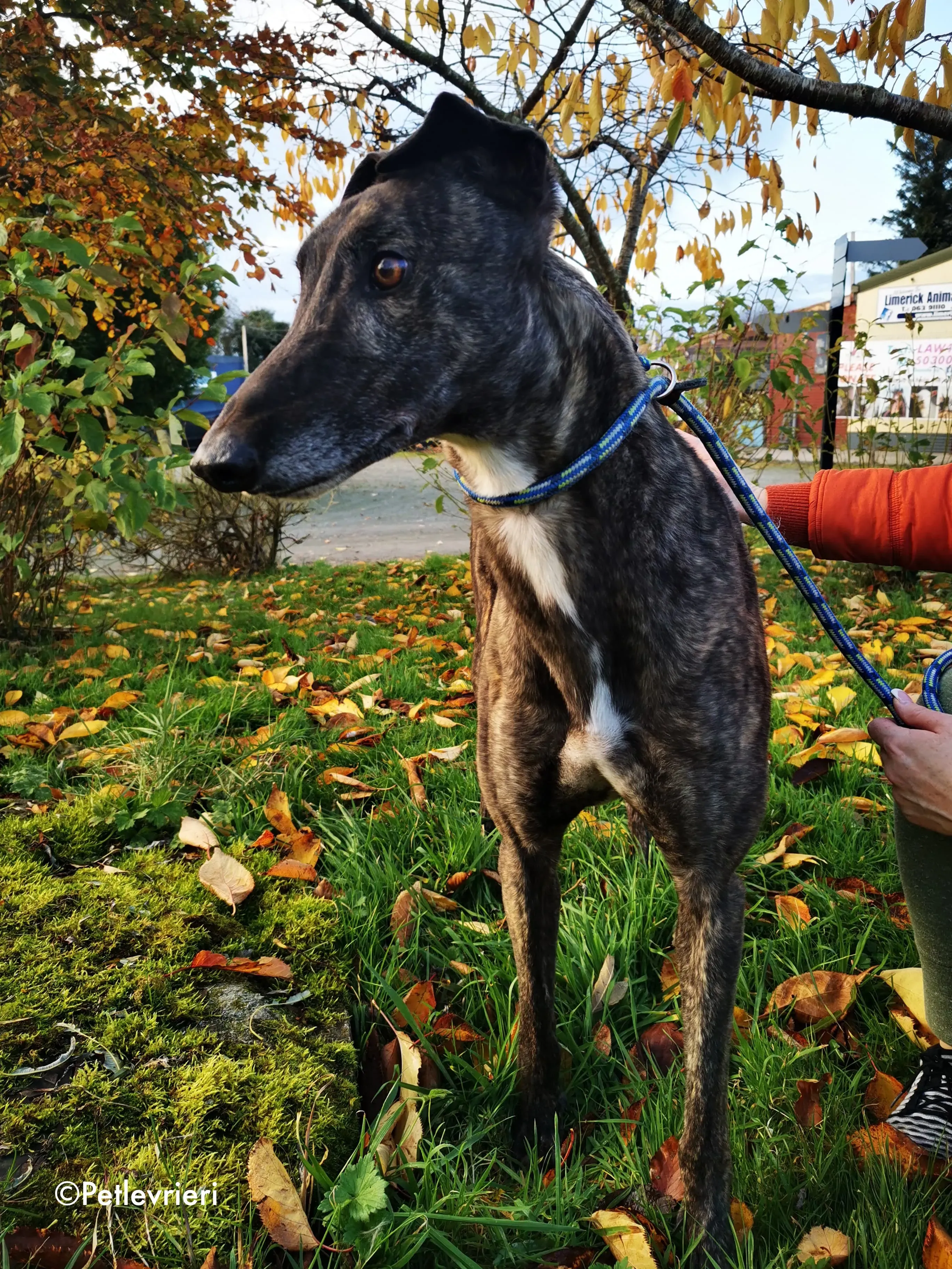 rupert adozione levrieri greyhound 13