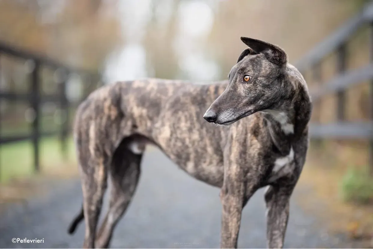 rupert adozione levrieri greyhound 1