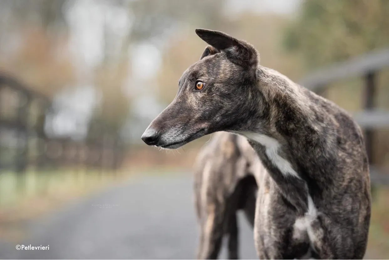 rupert adozione levrieri greyhound 2