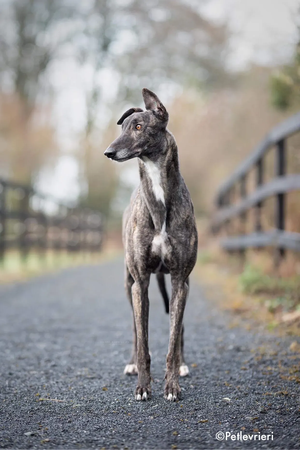 rupert adozione levrieri greyhound 3