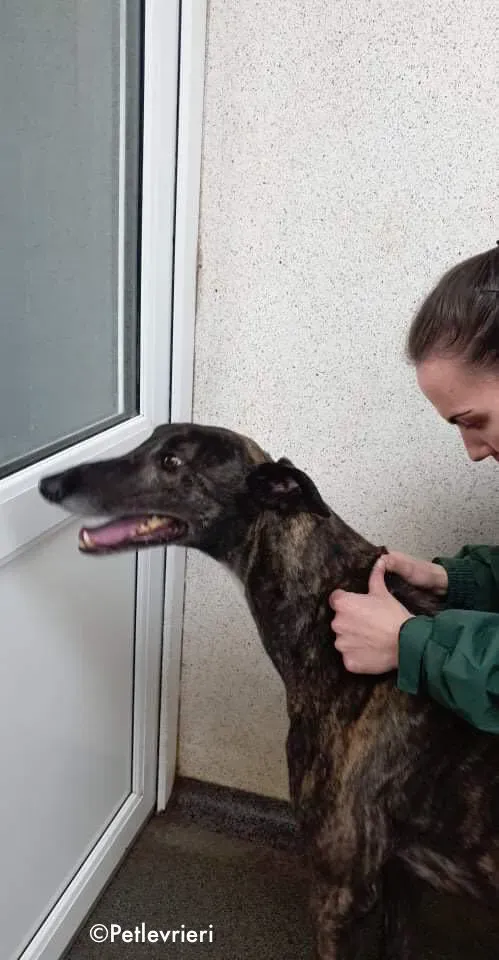rupert adozione levrieri greyhound 4