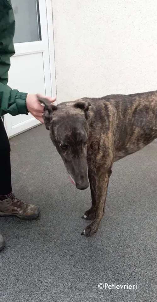 rupert adozione levrieri greyhound 5