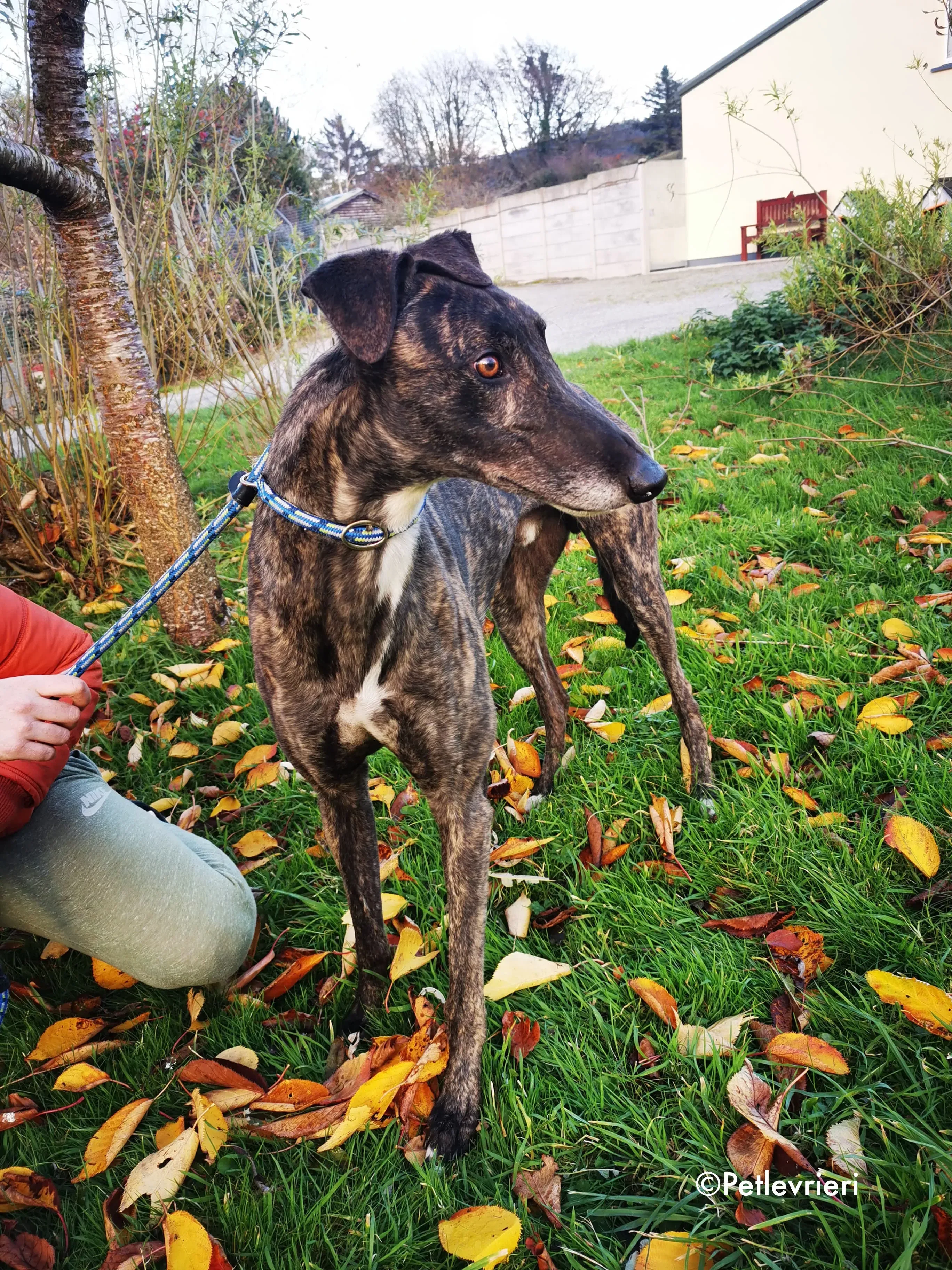 rupert adozione levrieri greyhound 6