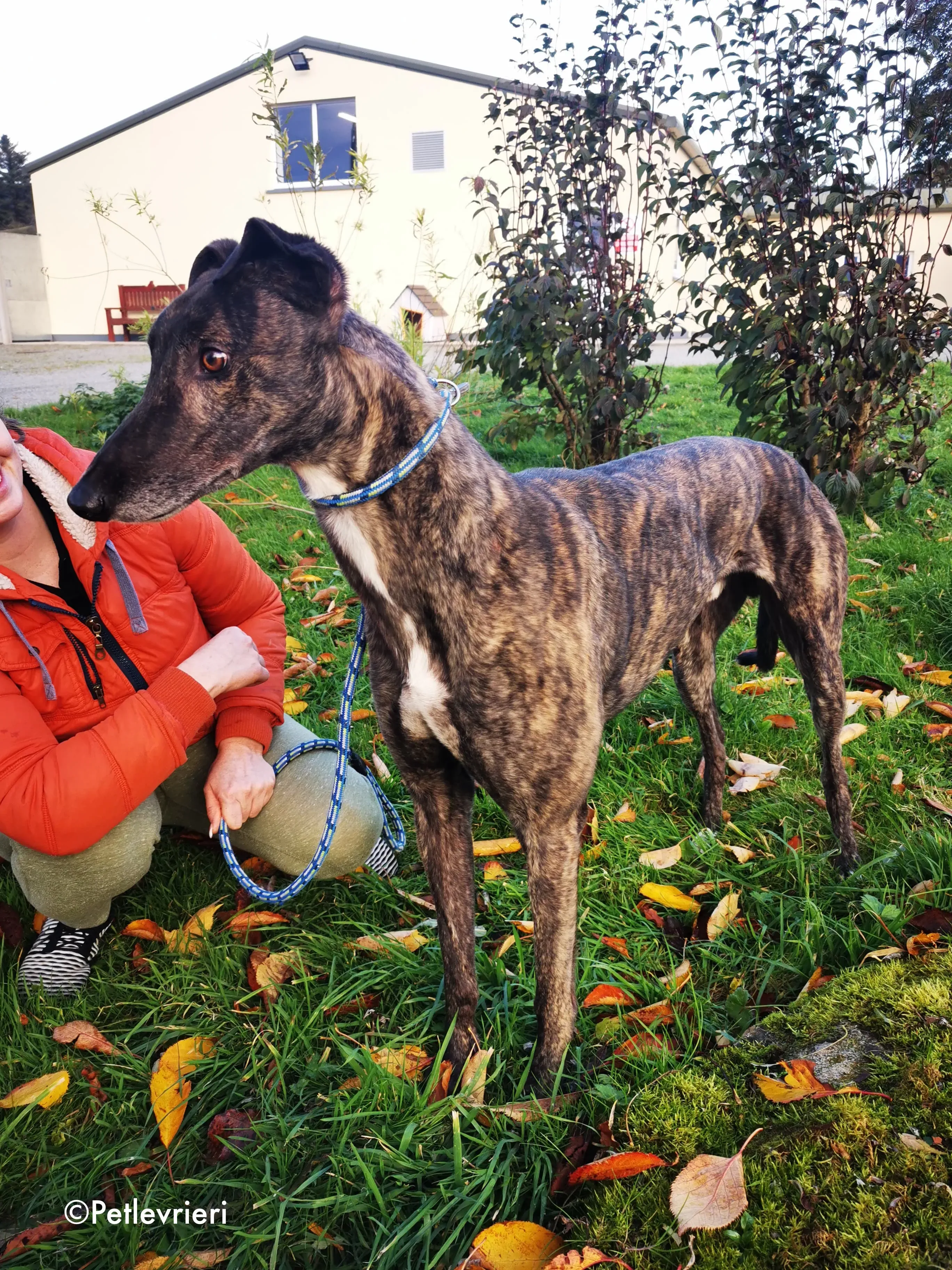rupert adozione levrieri greyhound 7