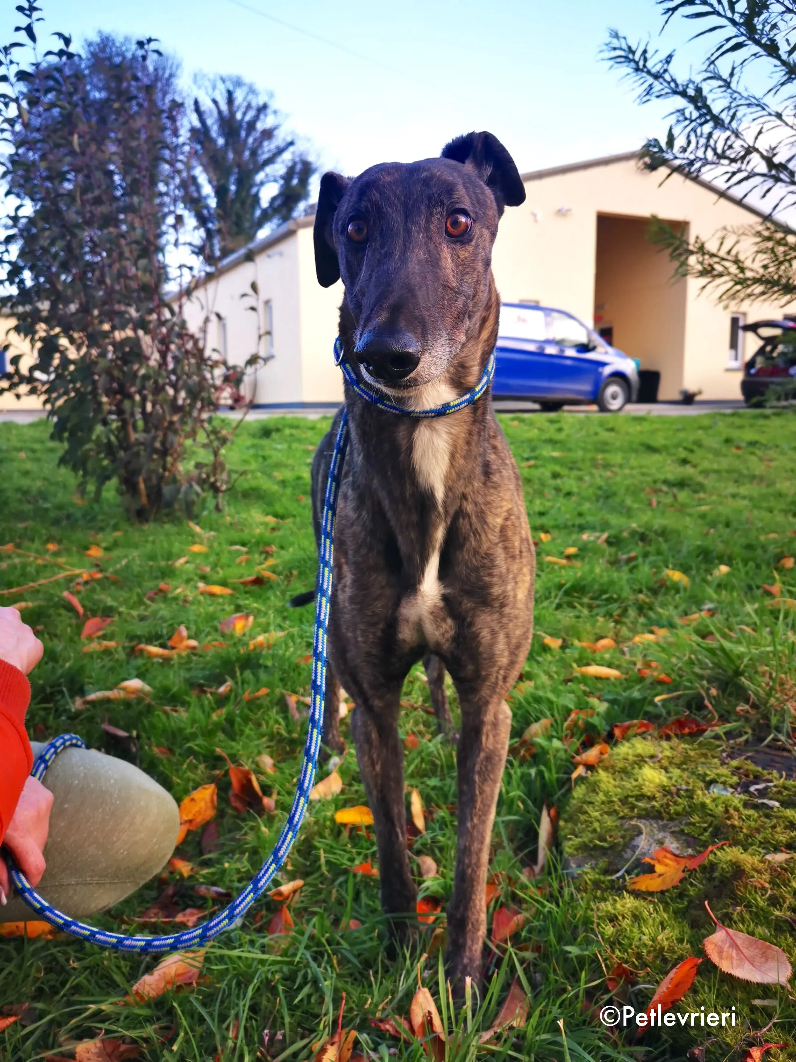 rupert adozione levrieri greyhound 8