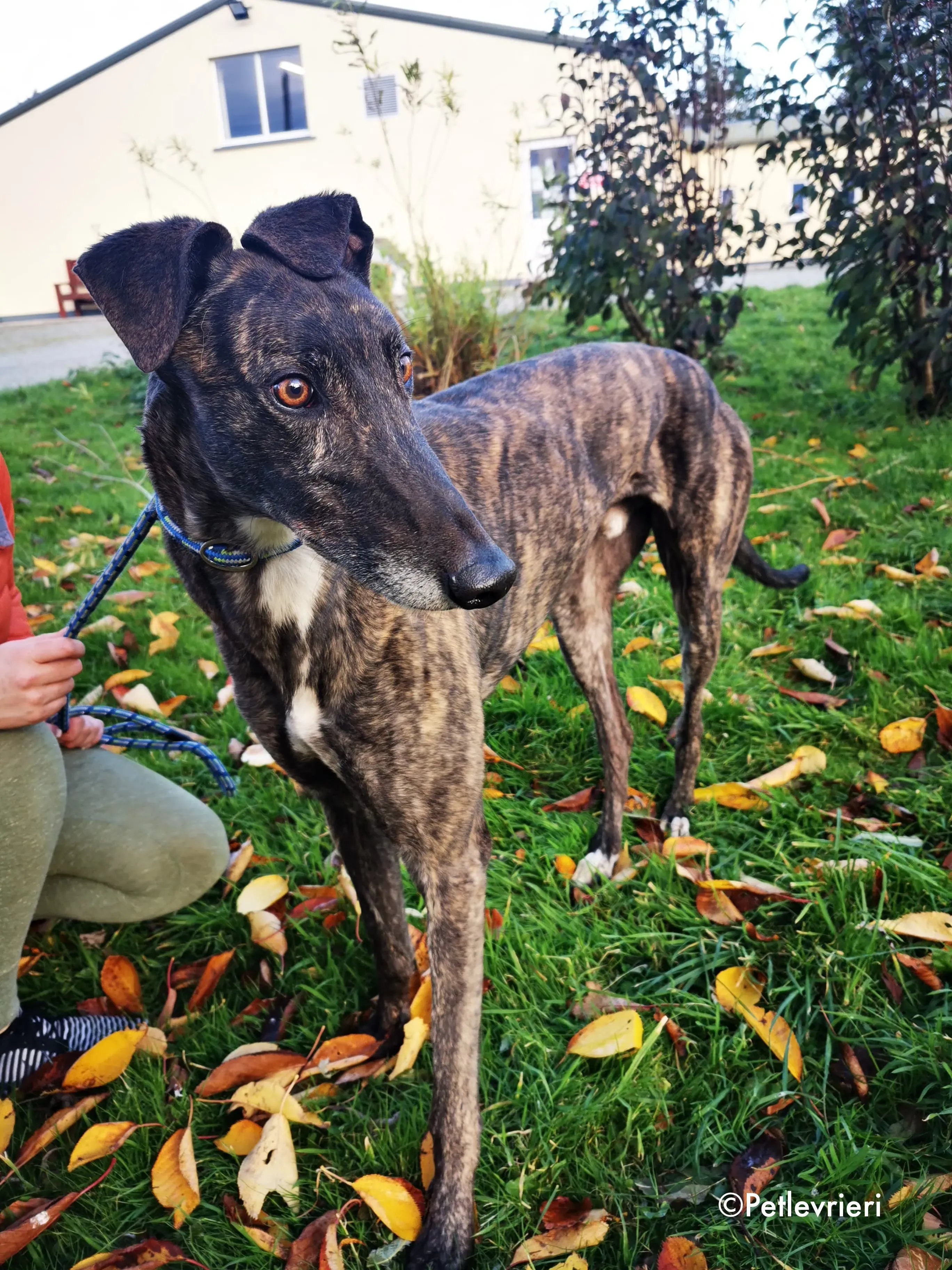 rupert adozione levrieri greyhound 9