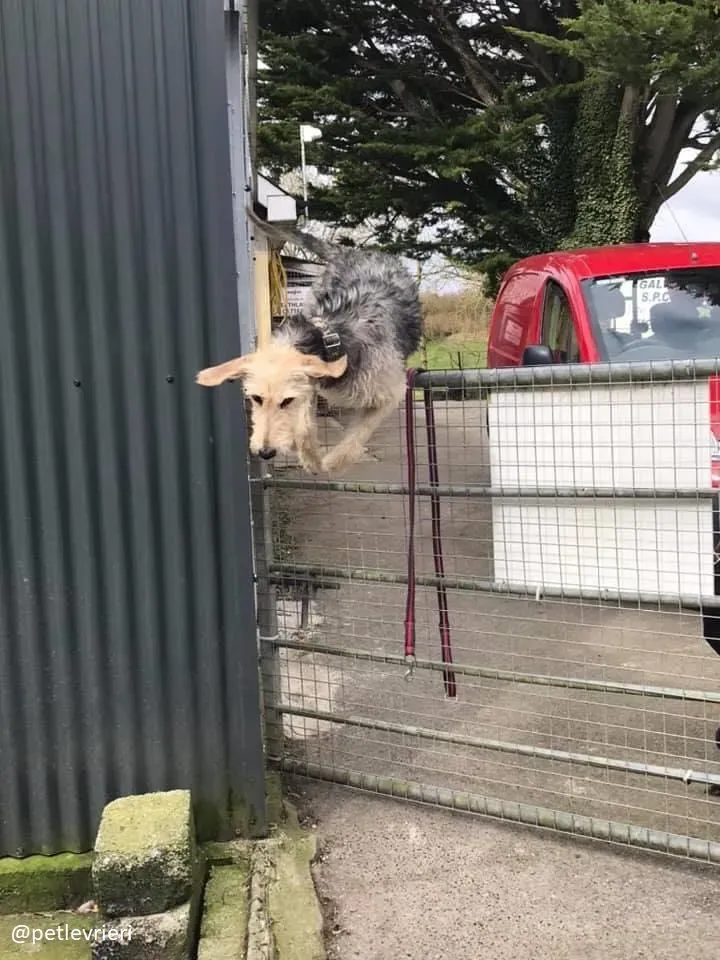 rusk adozione deerhound 1