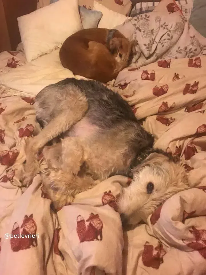 rusk adozione deerhound 17