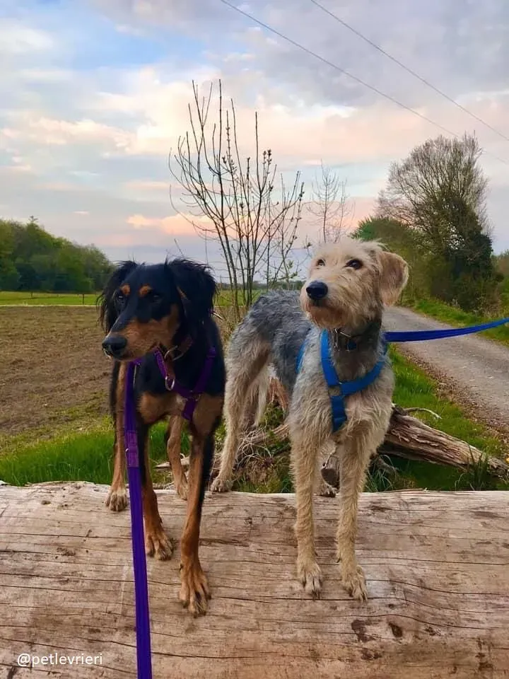 rusk adozione deerhound 2 1