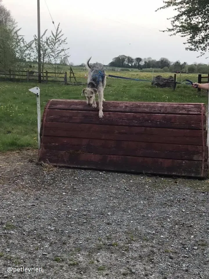 rusk adozione deerhound 2