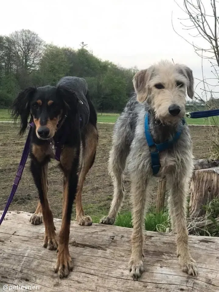 rusk adozione deerhound 3