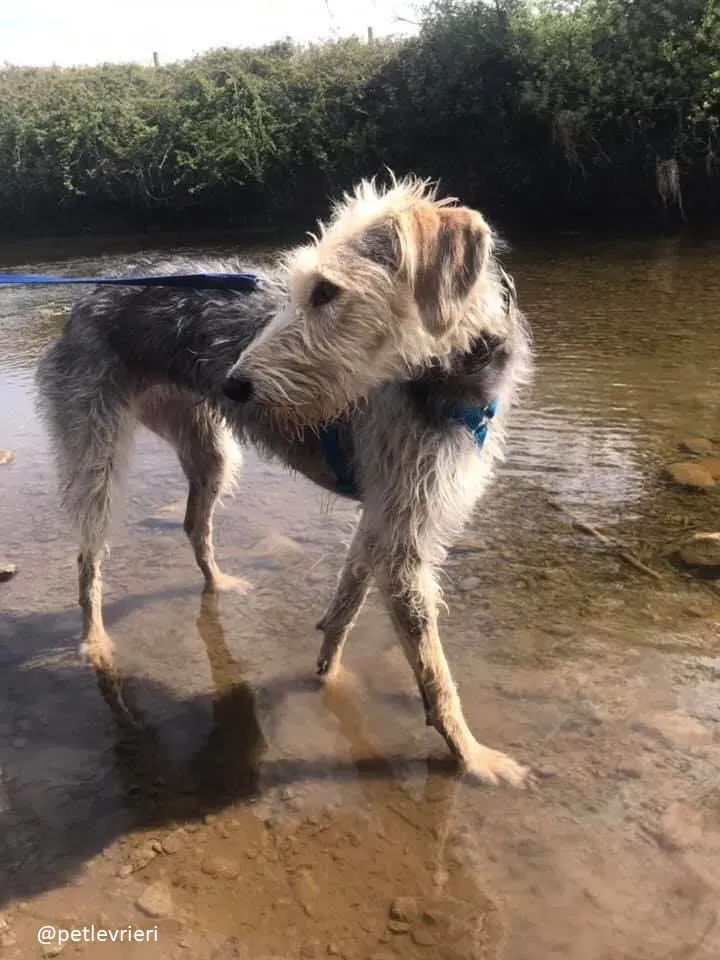 rusk adozione deerhound 4