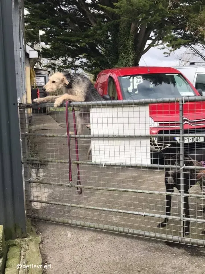 rusk adozione deerhound