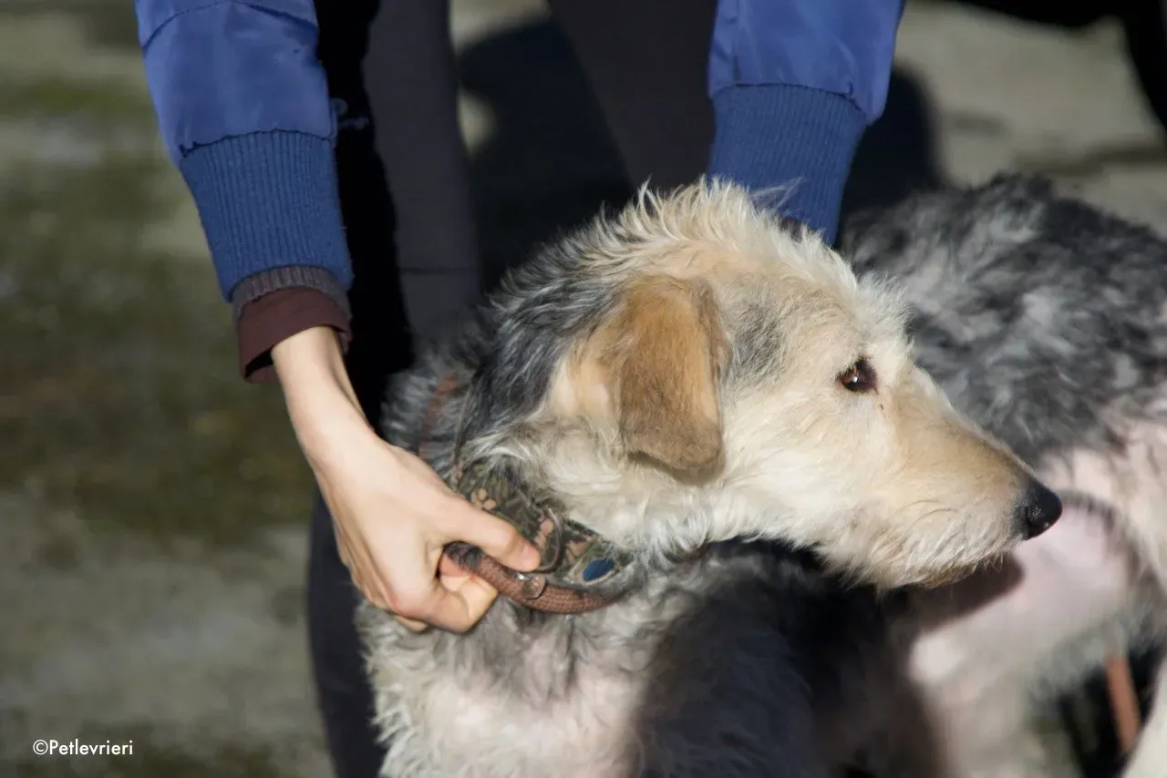 rusk adozione levrieri greyhound 1 1