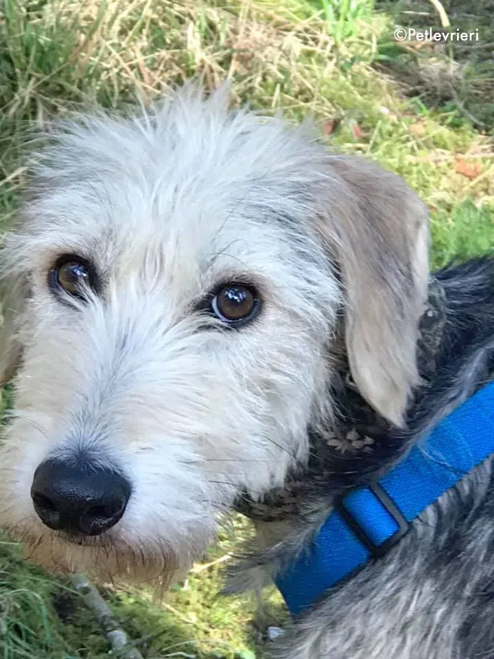 rusk adozione levrieri greyhound 1 2