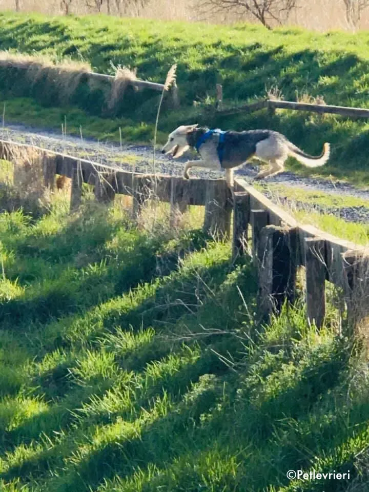 rusk adozione levrieri greyhound 1 3