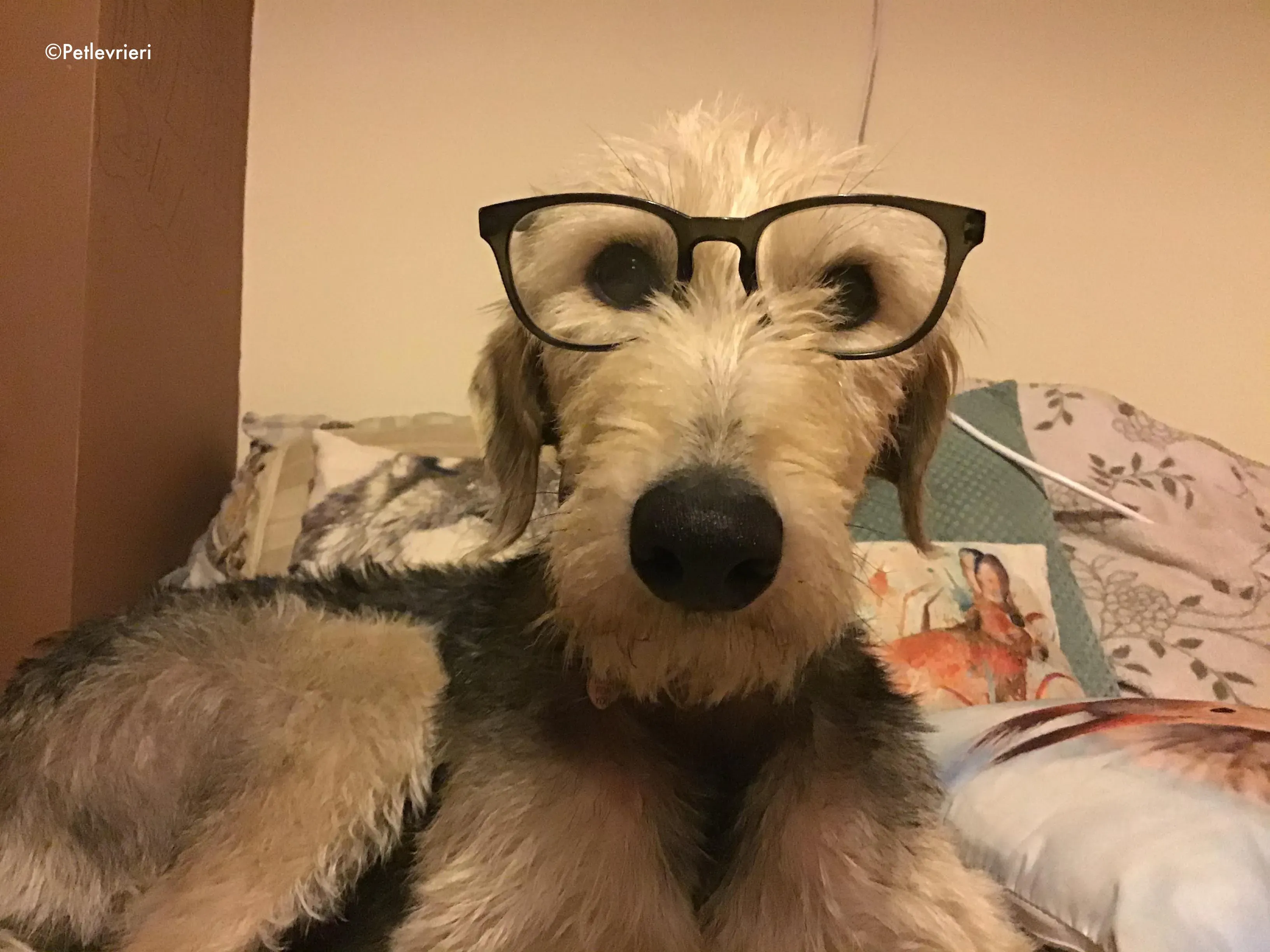 rusk adozione levrieri greyhound 1