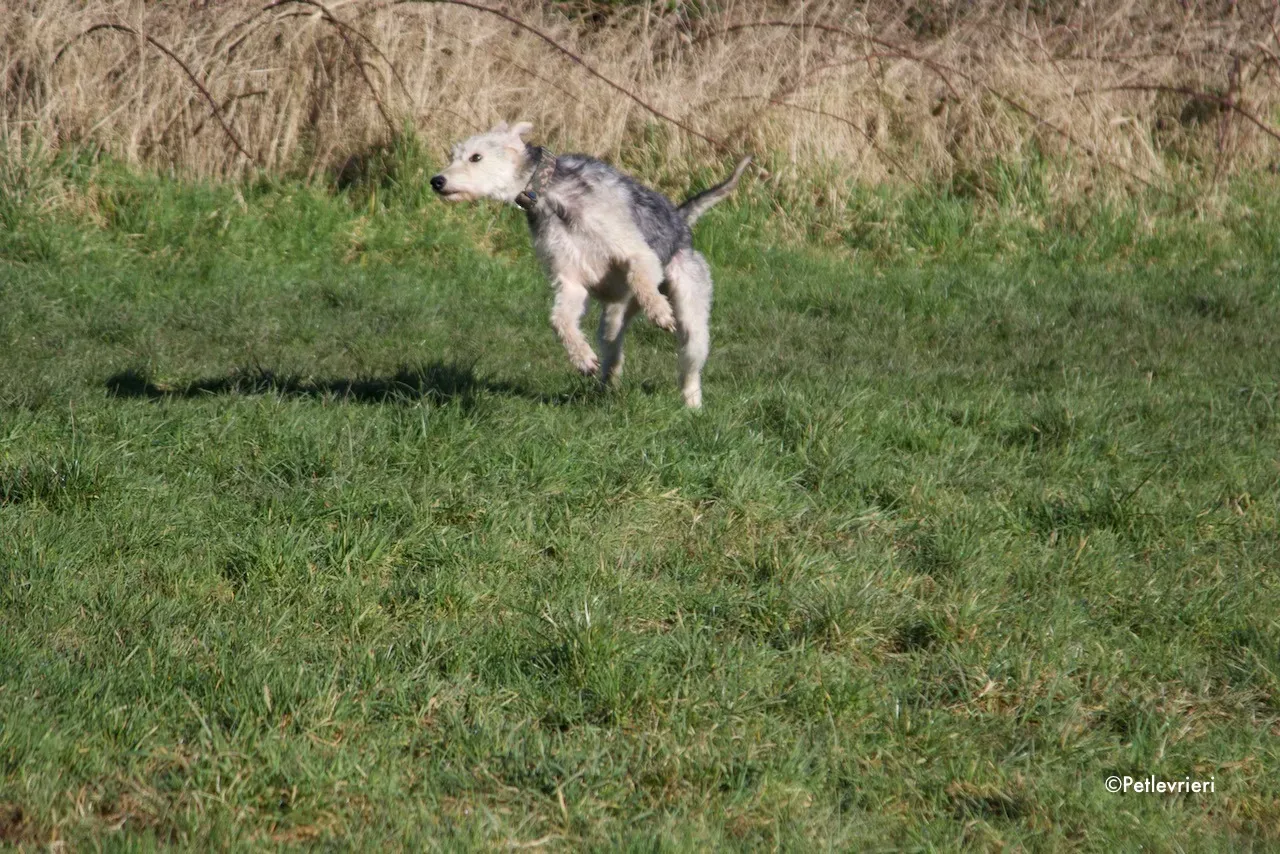 rusk adozione levrieri greyhound 10