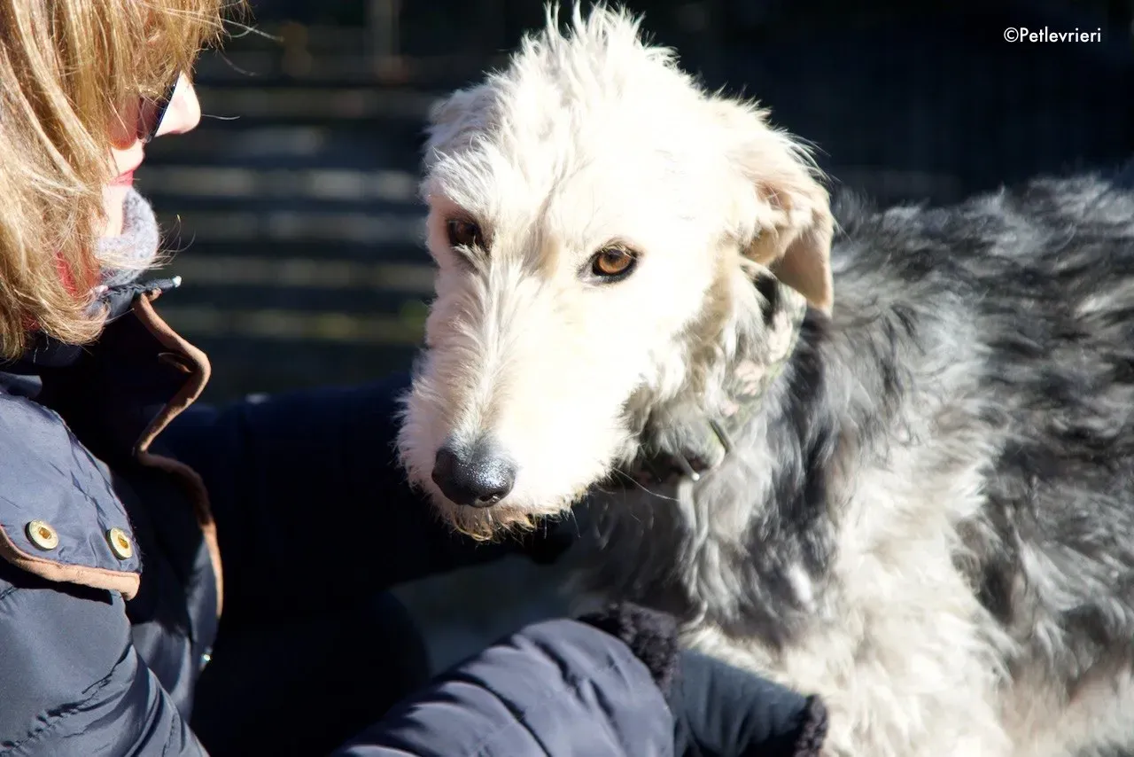 rusk adozione levrieri greyhound 11