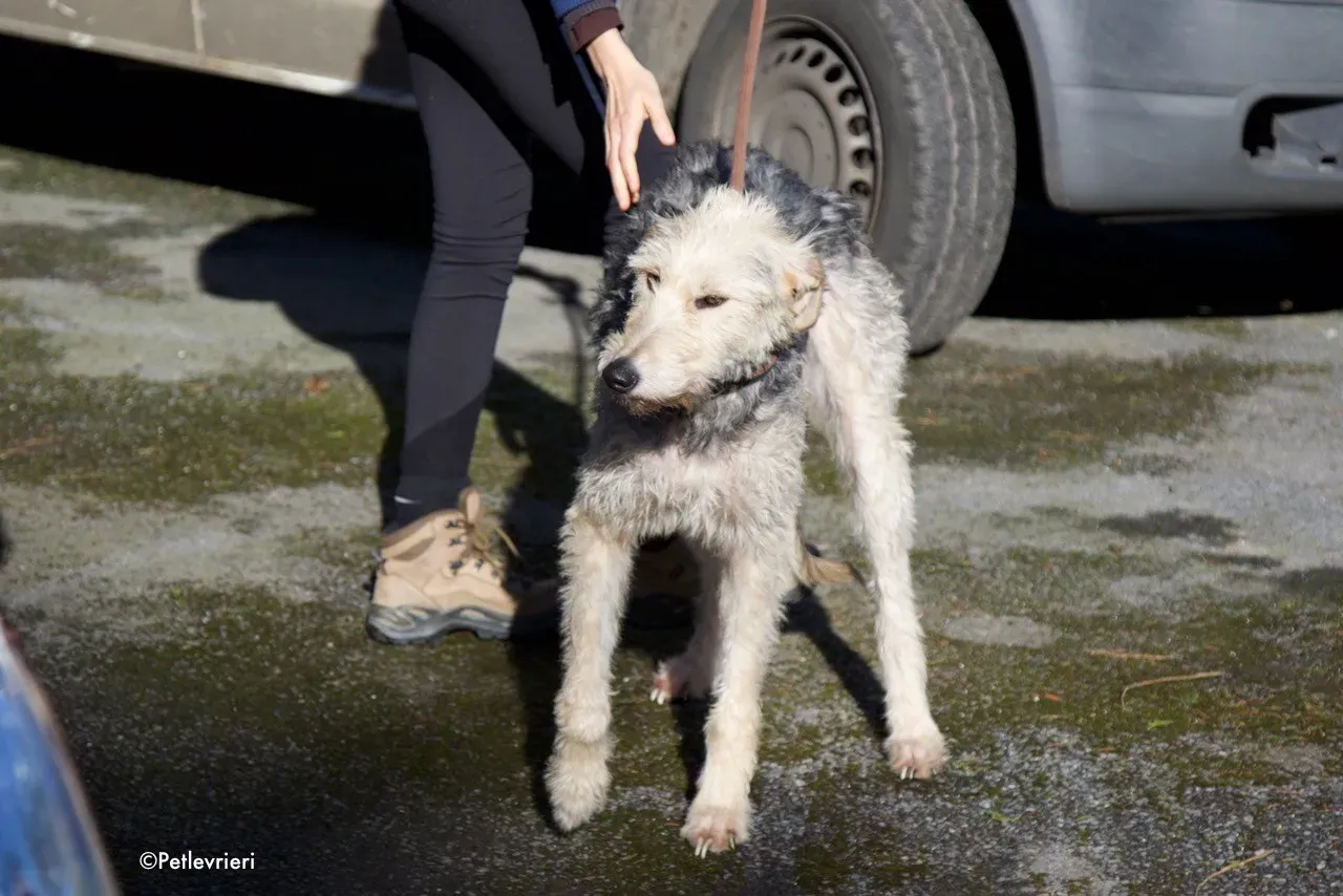 rusk adozione levrieri greyhound 12