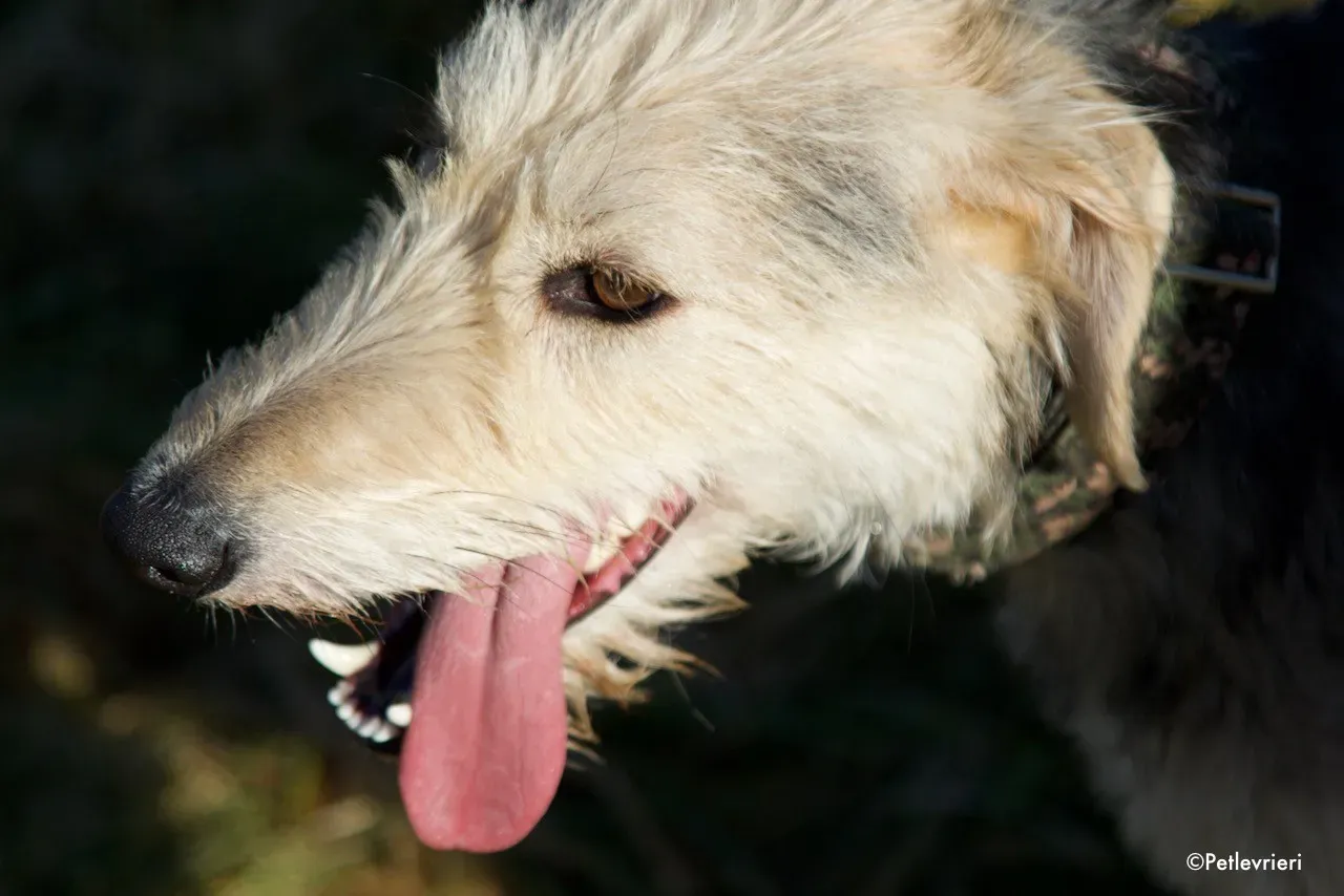 rusk adozione levrieri greyhound 13