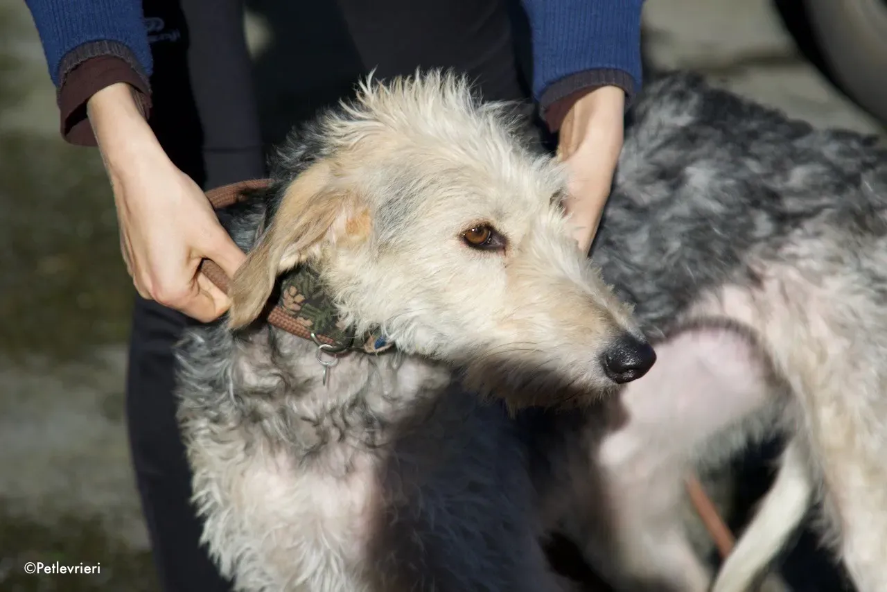 rusk adozione levrieri greyhound 14