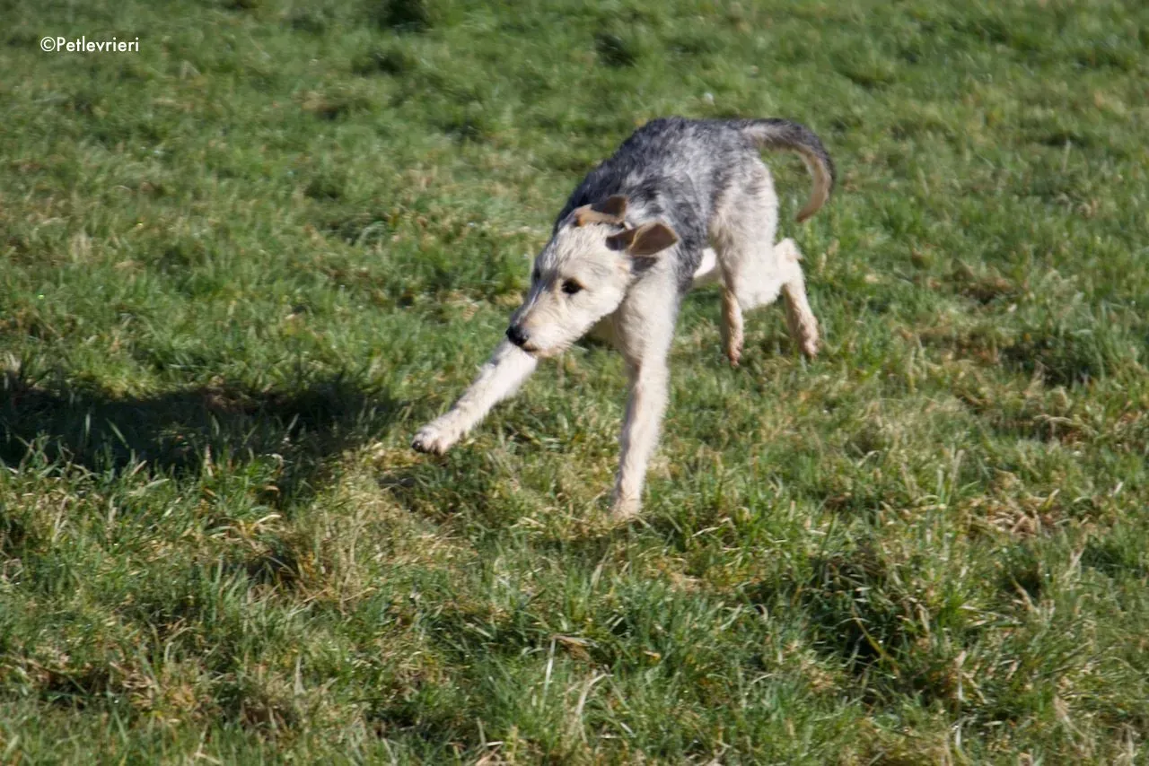 rusk adozione levrieri greyhound 15