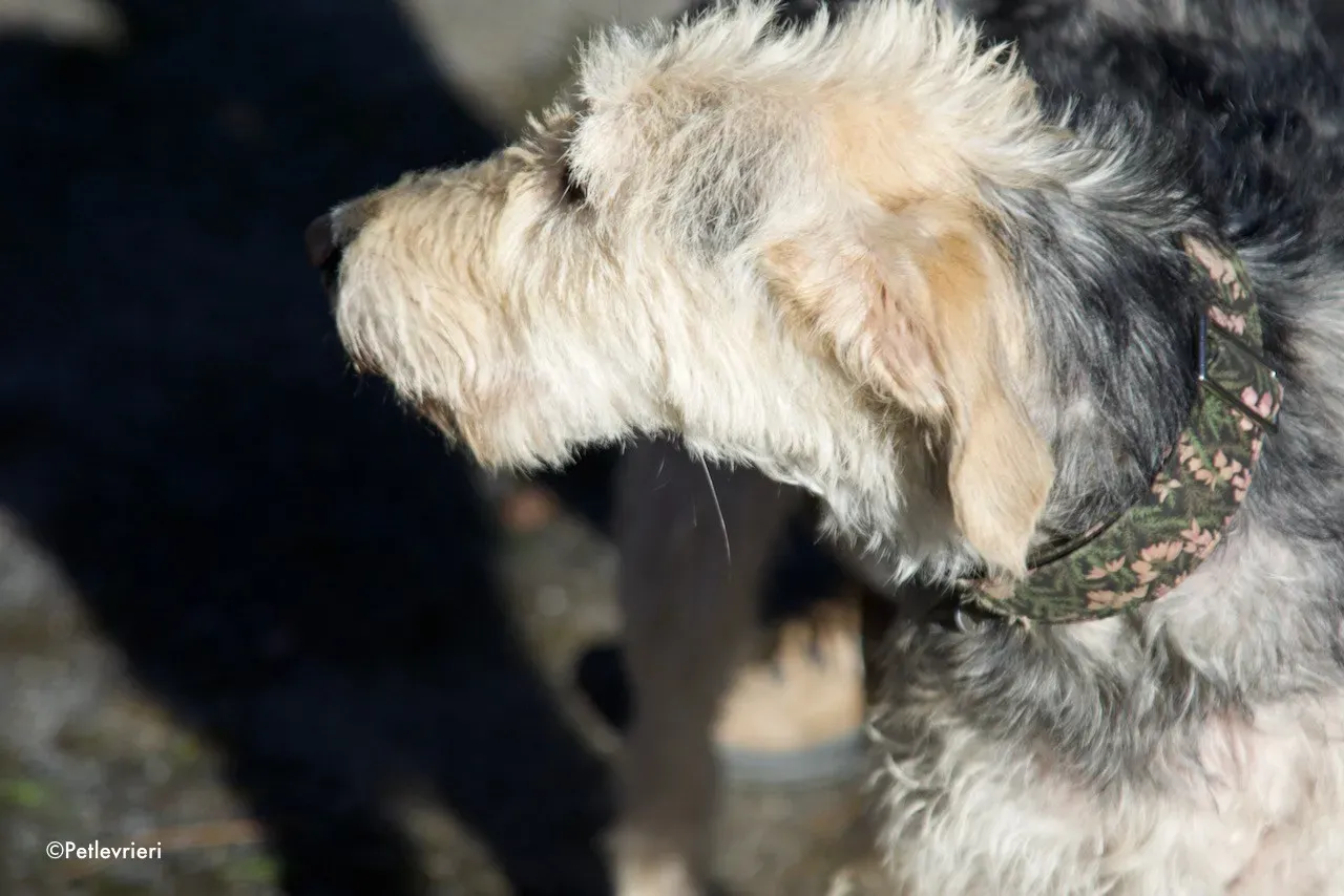 rusk adozione levrieri greyhound 2 1