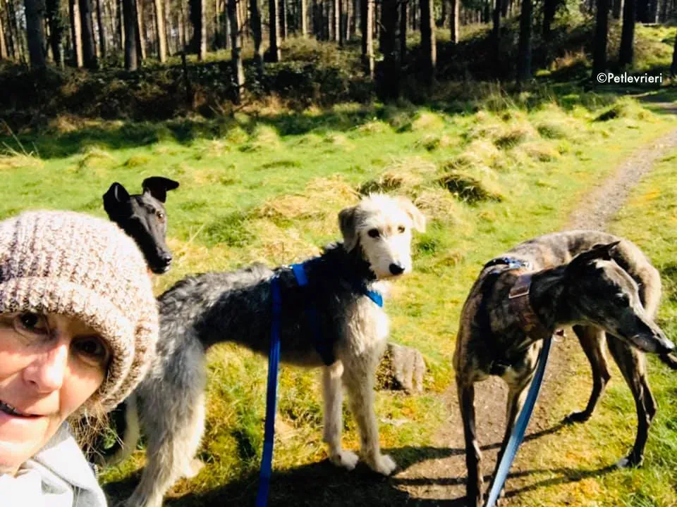 rusk adozione levrieri greyhound 2 2