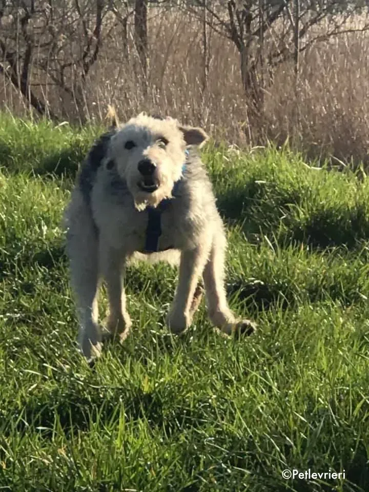 rusk adozione levrieri greyhound 2 3