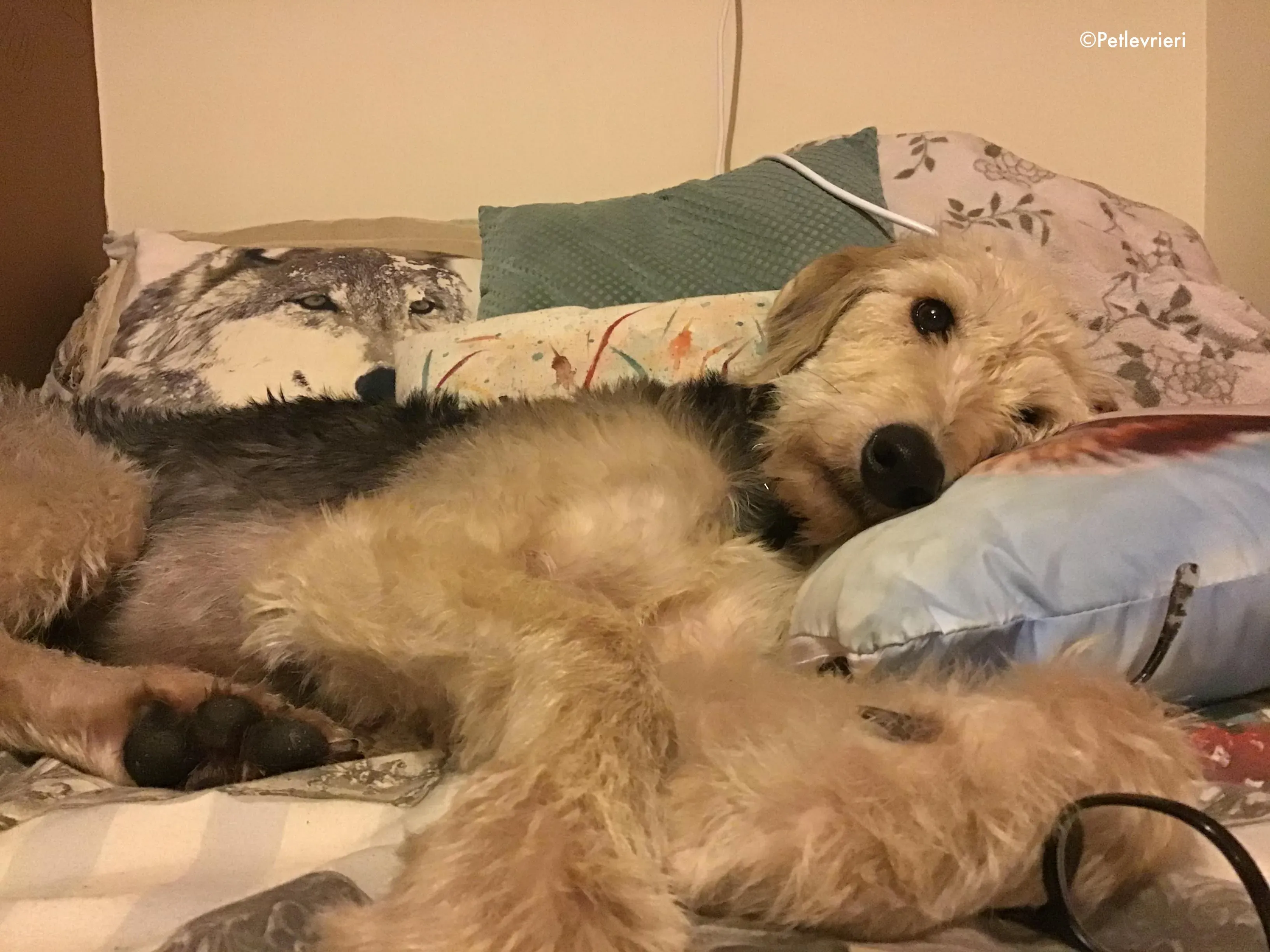 rusk adozione levrieri greyhound 2