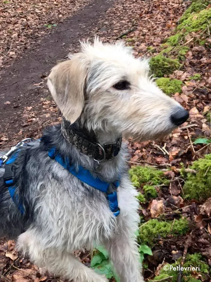 rusk adozione levrieri greyhound 3 1