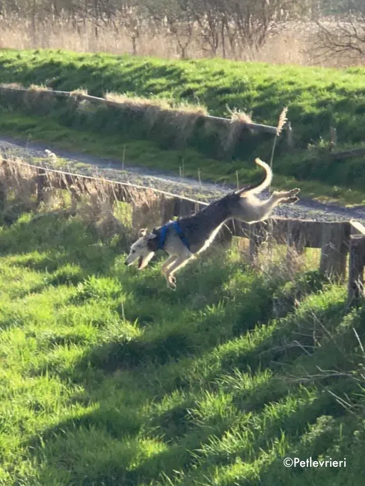 rusk adozione levrieri greyhound 3 2