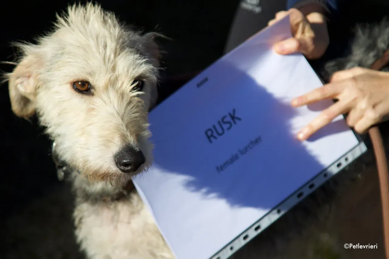 rusk adozione levrieri greyhound 3