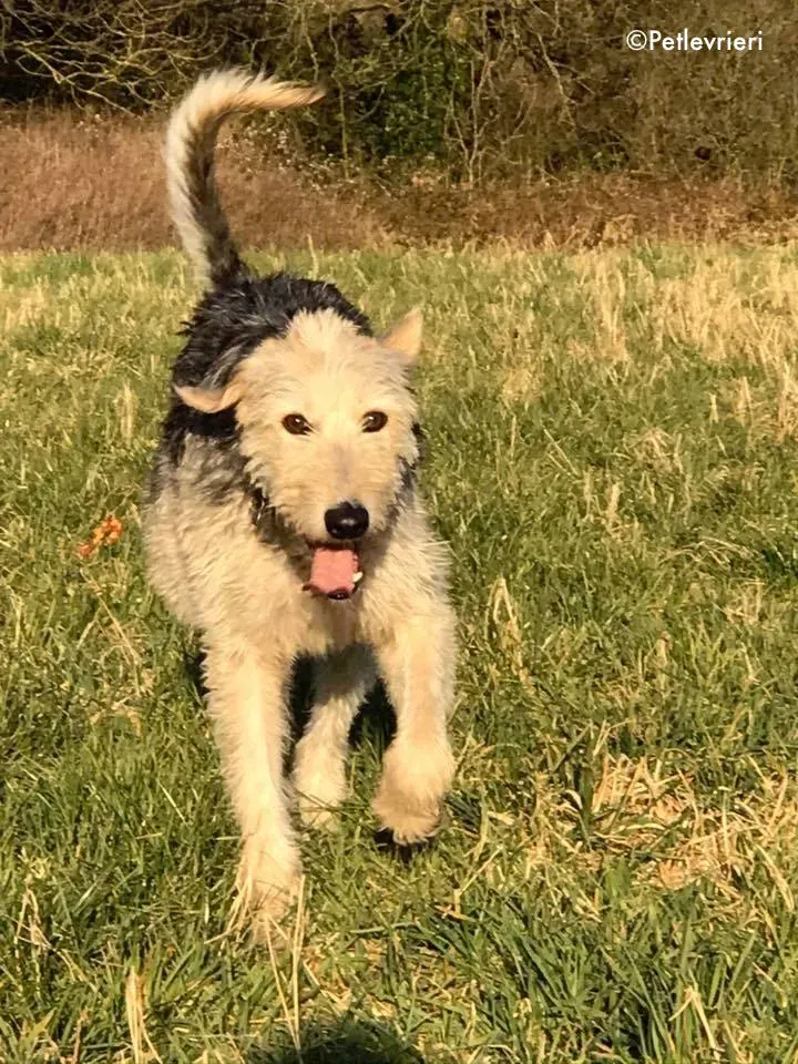 rusk adozione levrieri greyhound 4 1