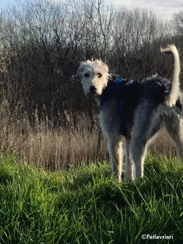 rusk adozione levrieri greyhound 4 2