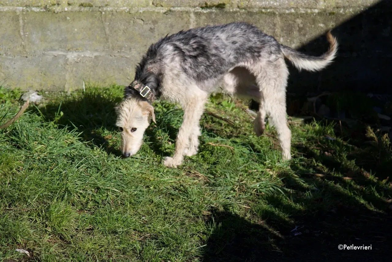 rusk adozione levrieri greyhound 4