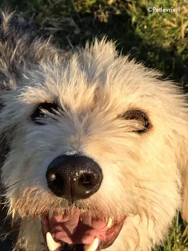 rusk adozione levrieri greyhound 5 1