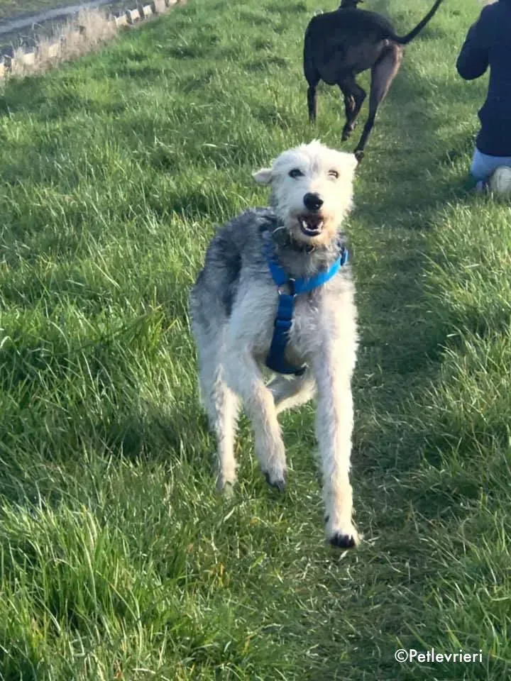 rusk adozione levrieri greyhound 5 2