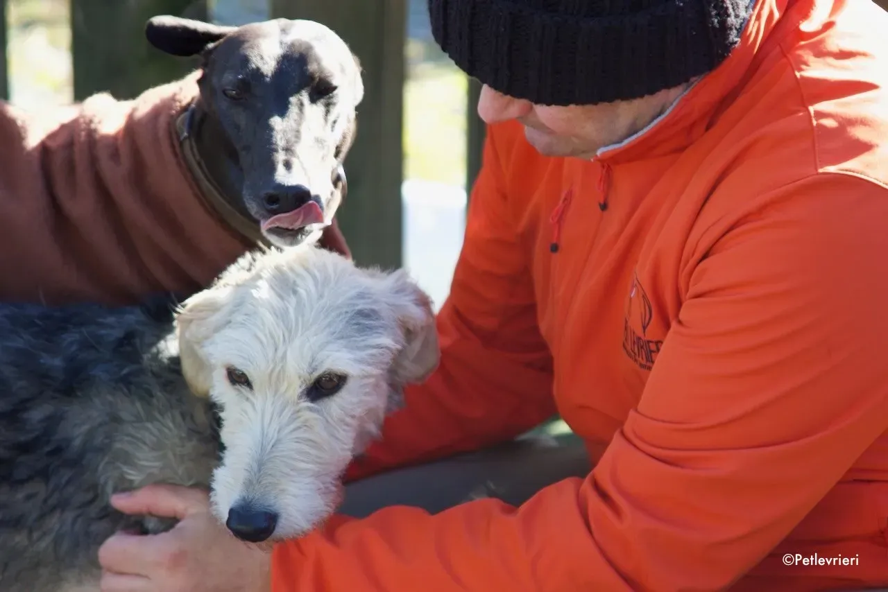 rusk adozione levrieri greyhound 5