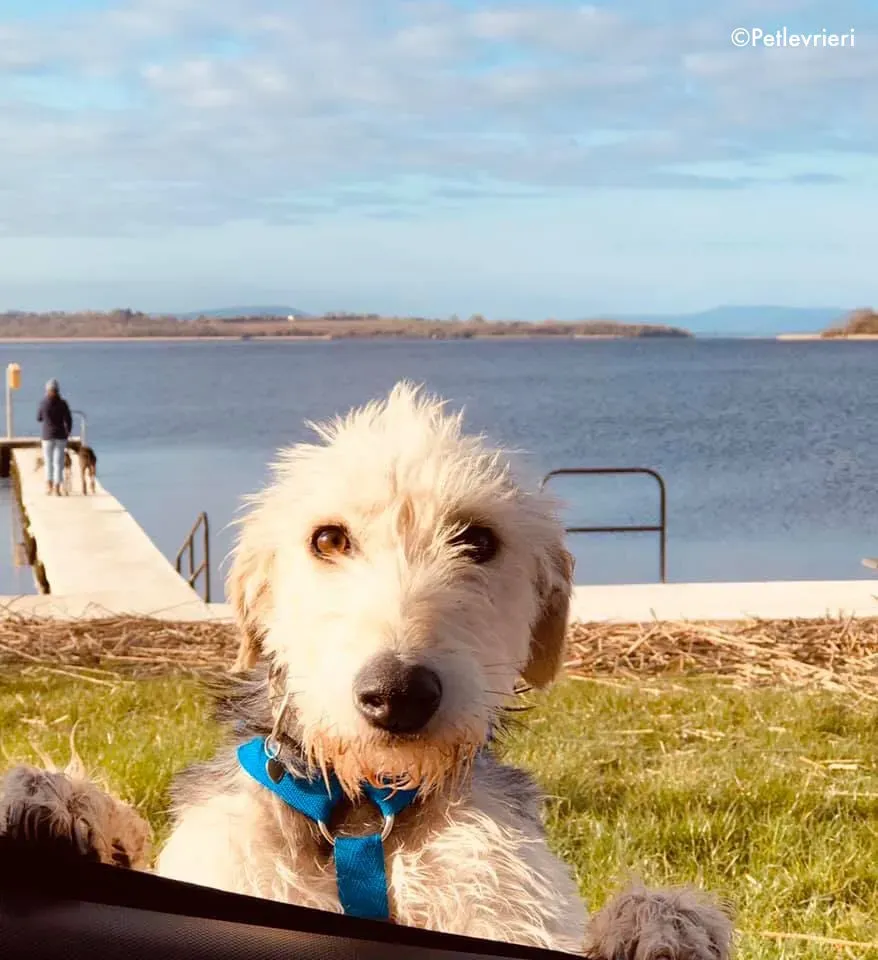 rusk adozione levrieri greyhound 6 1