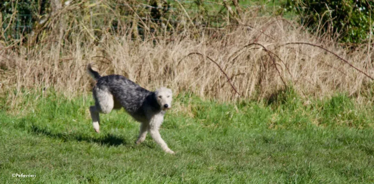 rusk adozione levrieri greyhound 6